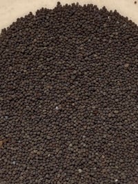 Image 3 of poppy seeds (Papavar Somniferum)