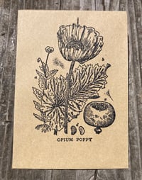 Image 4 of poppy seeds (Papavar Somniferum)