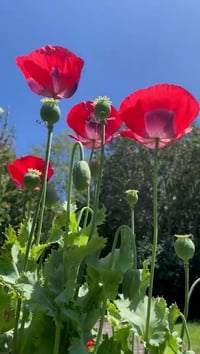 Image 1 of poppy seeds (Papavar Somniferum)