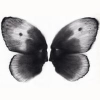 Image 1 of butterfly