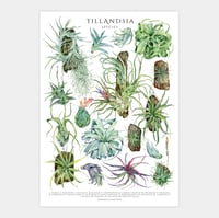 Image 1 of Tillandsia Species Poster