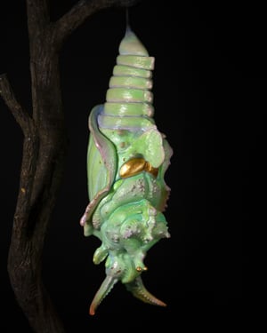 Pupa Sculpture 1