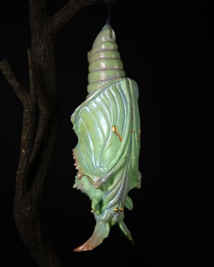 Pupa Sculpture 1