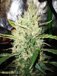 Image 3 of SoFem ~ Cherry Cheese Skunk Auto