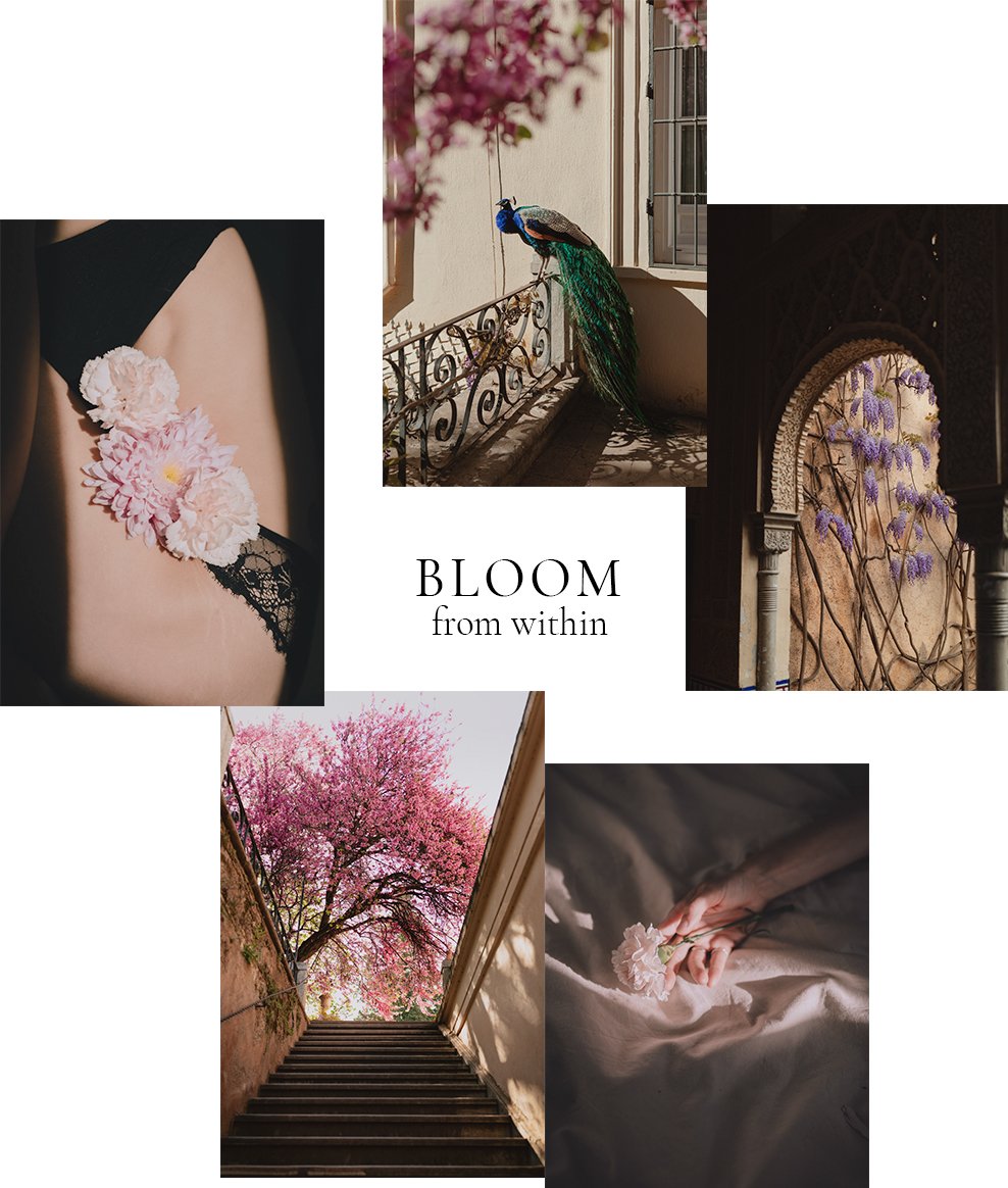 Image of PREVENTA / Postales  Bloom from within