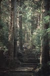 Pilgrims on the way (Kumano Kodo)