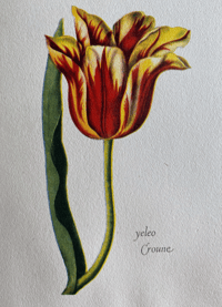 Image 3 of Tulipomania 