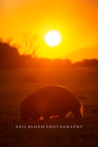 A Hot Wombat Sunset