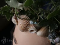 Image 4 of COMMISSION ARTWORK Quirky plant pot with face Natalia