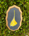 Ginkgo 1