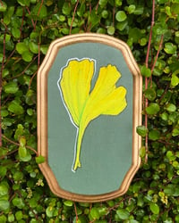 Image 1 of Ginkgo 3
