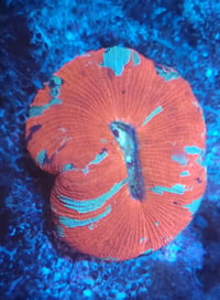 Image 1 of Indo Ultra Trachyphyllia #2