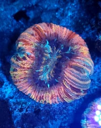 Image 1 of Indo Ultra Trachyphyllia #3