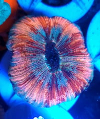 Image 1 of Indo Ultra Trachyphyllia #8