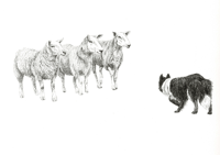 'Sheep and Sheep Dog A4 Print'