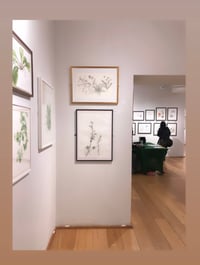 Image 2 of Doubtful Knightspur