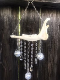 Image 2 of Disco Bones