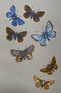 Image 2 of British Butterflies A