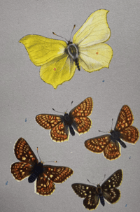 Image 3 of British Butterflies A