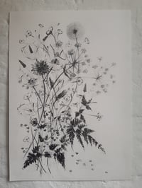 Dandelion no. 2