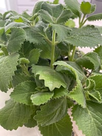 Image 4 of Broad leaf thyme plant plug 6-7 in