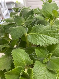 Image 2 of Broad leaf thyme plant plug 6-7 in