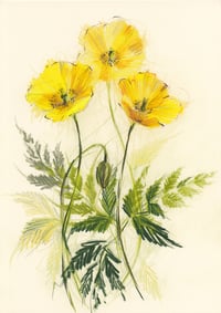 Welsh poppies no. 2