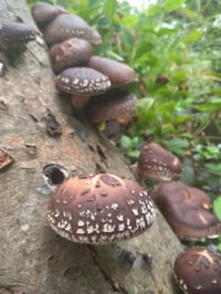 Image 2 of Shiitake Dowels