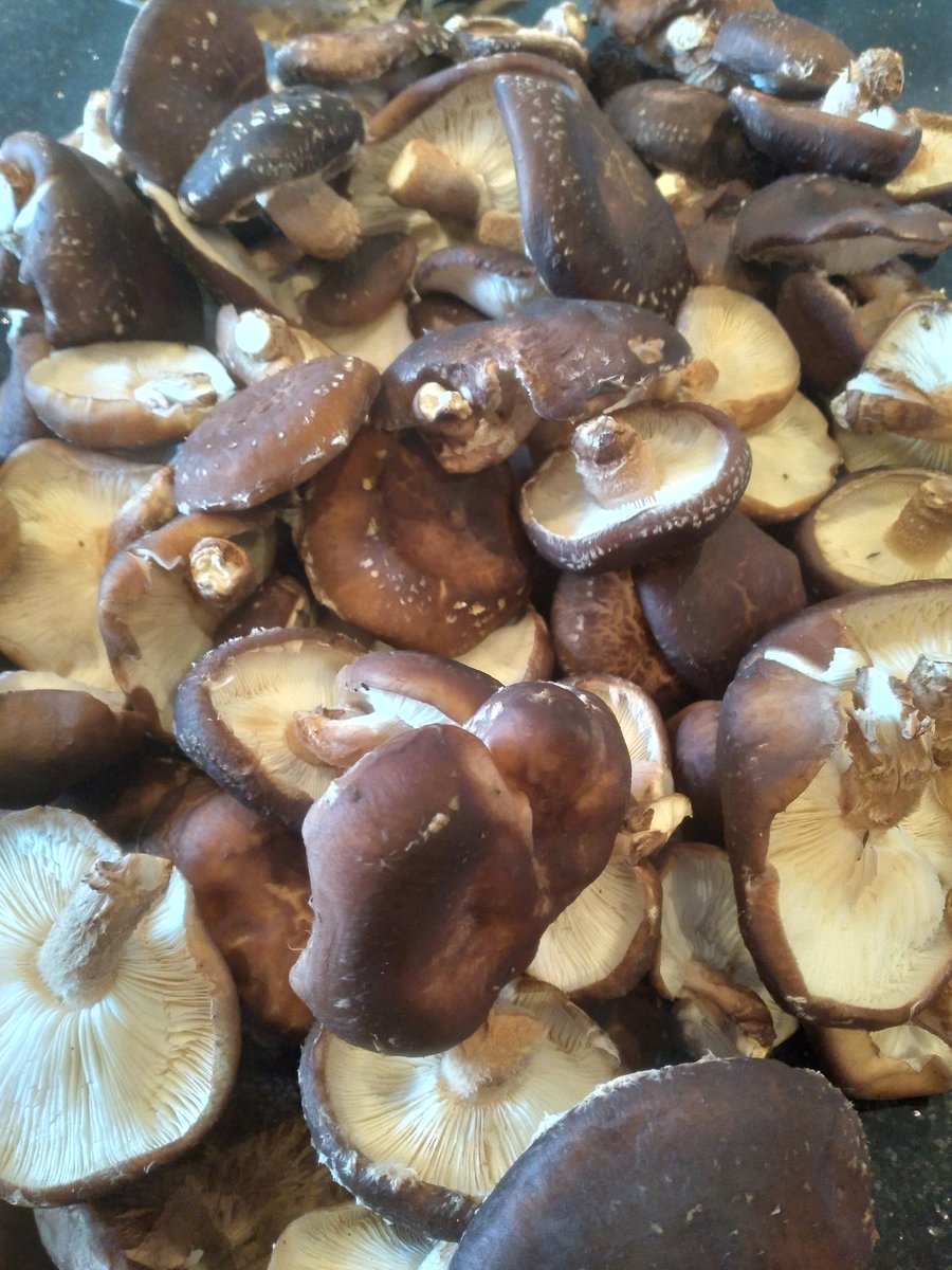 Wooden Dowels - Inoculated - Irish Gourmet Mushrooms