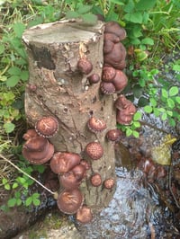 Image 1 of Shiitake Dowels