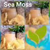 Sea Moss Tribe
