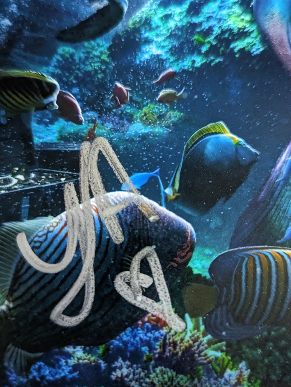 The Little Mermaid Multicast Signed 10x8 Photo