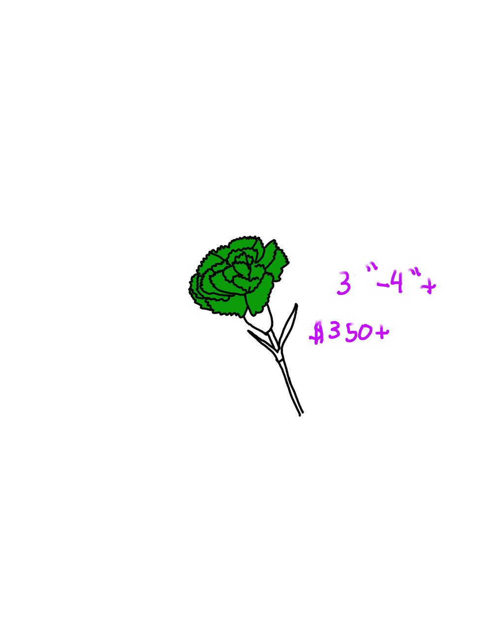 Image of Green Carnation 