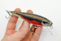 Image 1 of Rocky mountain minnow (red belly dace 
