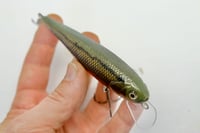 Image 2 of Rocky mountain minnow (red belly dace 