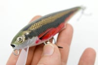 Image 3 of Rocky mountain minnow (red belly dace 
