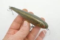 Image 2 of Rocky mountain minnow (golden shiner)