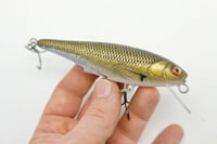 Image 1 of Rocky mountain minnow (golden shiner)