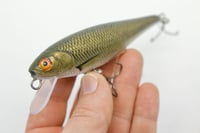Image 3 of Rocky mountain minnow (golden shiner)