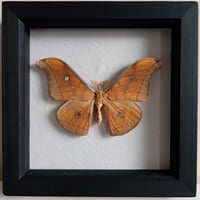 Framed - Antheraea Silkmoth