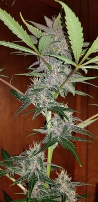 Image 2 of SoFem ~ UK Cheese Skunk Auto 