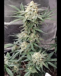 Image 1 of SoFem ~ Zkittles Skunk Bx Auto