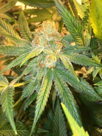 Image 1 of SoFem - Fruity Fix