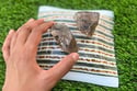 Smoky Quartz Crystals