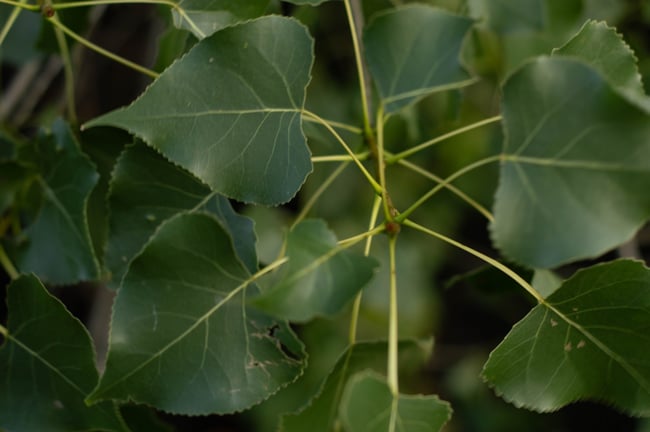 Populus Maximus - Huile de Jouvence