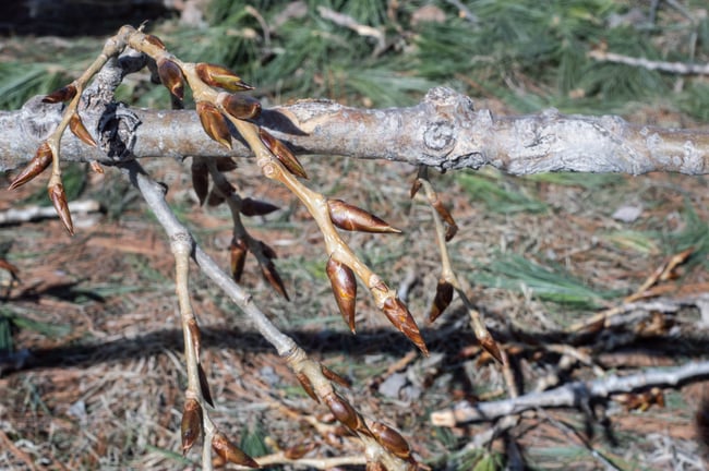 Populus Maximus - Huile de Jouvence