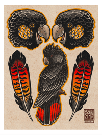 Black Cockatoo