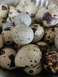 Image 2 of  Farm Fresh Quails Eggs 1 dozen