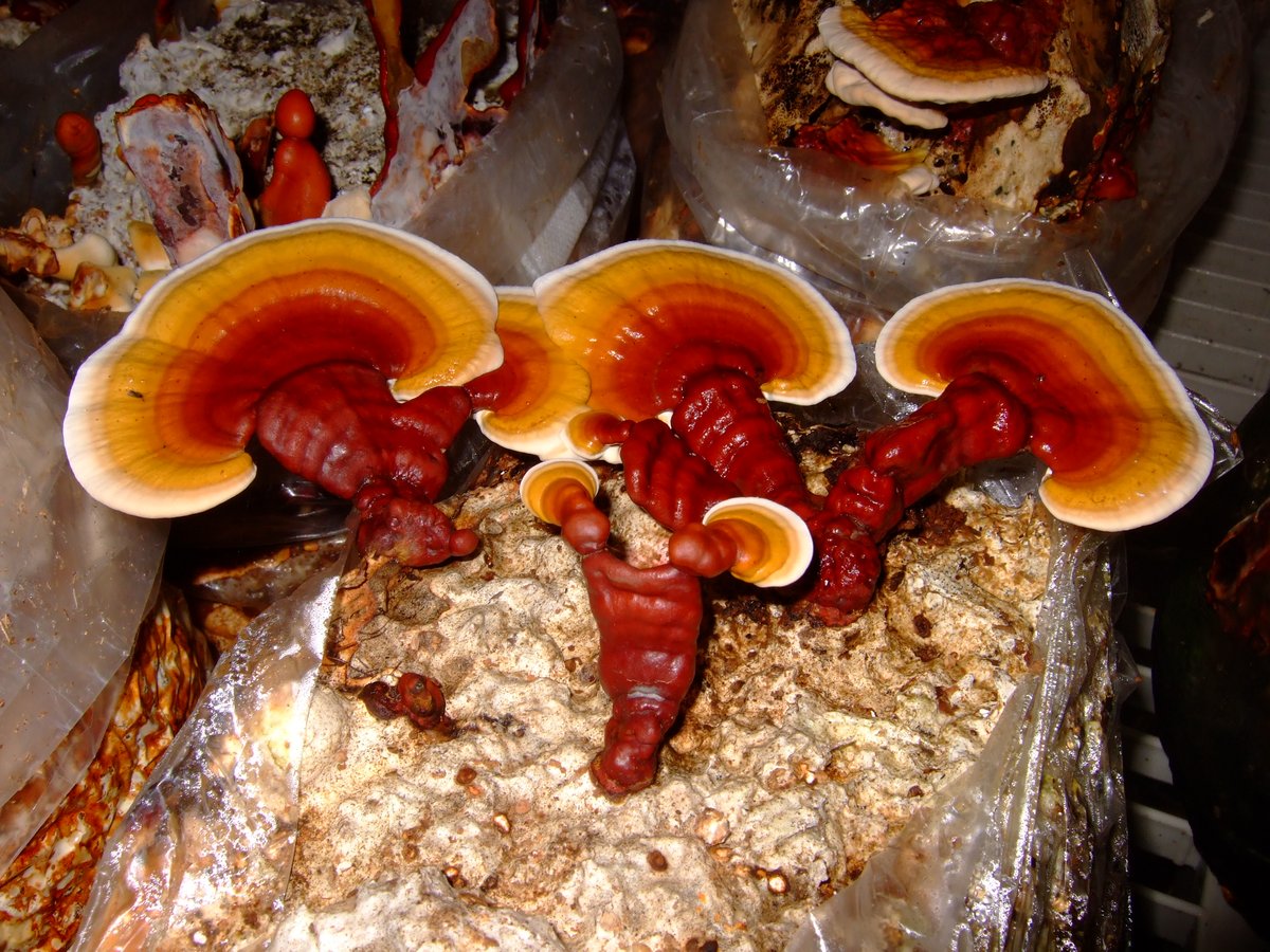 Image of Red Reishi