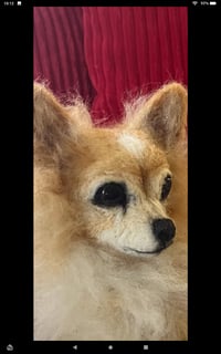 Image 1 of Chihuahua Standing up or laying down (long or short hair)